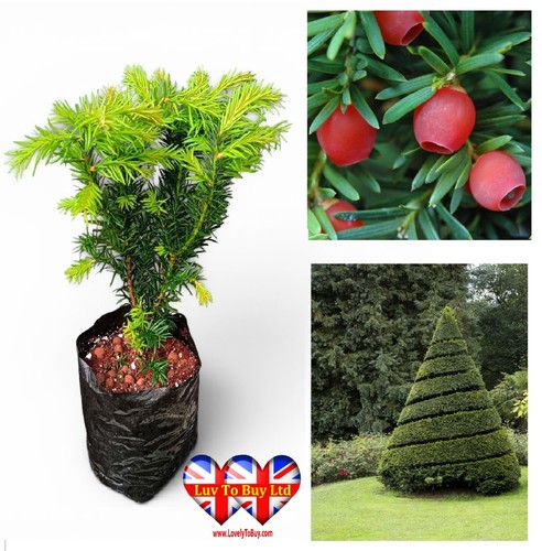 Hicks yew taxus - hicks, yew,taxus