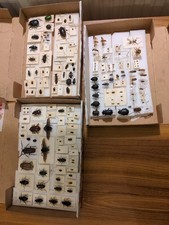 Collection Of Beetles Coleoptera And Other Insects Etc