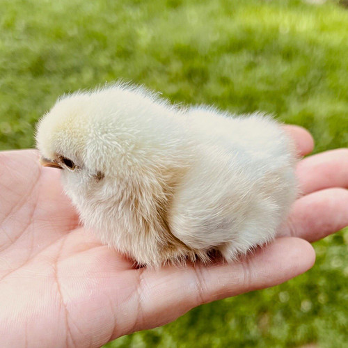 Solid white silkie fertile - solid,