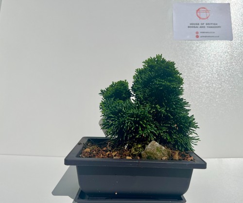 Hinoki cypress chamaecyparis - cypress, (chamaecyparis