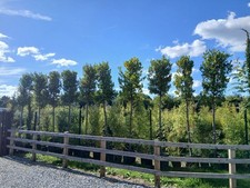 Laurus Nobilis Bay Trees Screening Extra Mature Trees 300cm 90L Pots Evergreen 