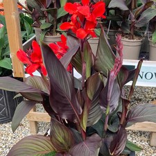 Canna Tropical Bronze Scarlet Bright Red Flowers Exotic Foliage | 17cm/2L