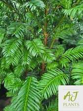 10x Taxus baccata - Common Yew
