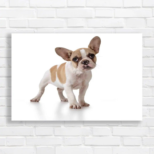 Adorable french bulldog puppy - adorable,