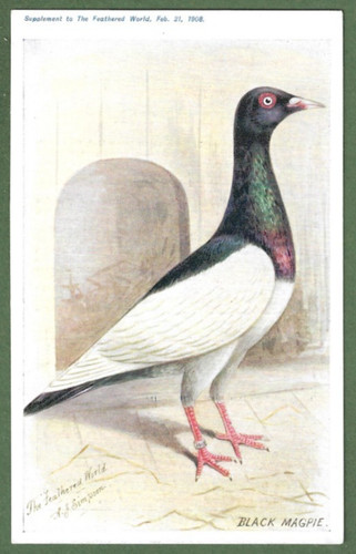 The feathered world aids to - aids,