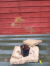 Acer palmatum dissectum