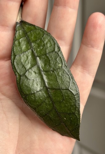 Rare hoya clemensiorum sumatra - rare,