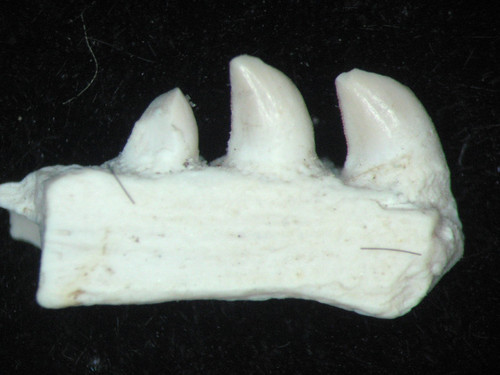 Permian mycterosaurus - permian,