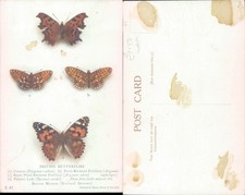 British butterflies Printed by Henry Stone Son Ltd Nature Museum