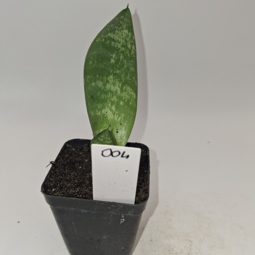 Sansevieria snake plant rooted - plant,