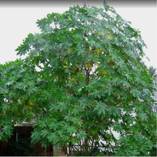 50+ Ricinus Communis Dried