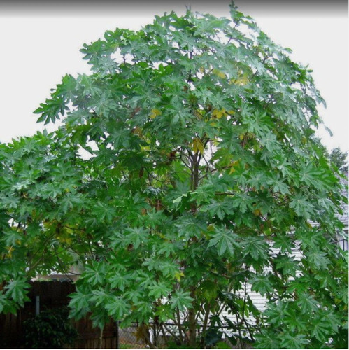 Ricinus communis dried - 50+,