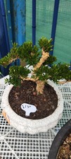 Boxwood Bonsai Tree (Rare potted plants) 