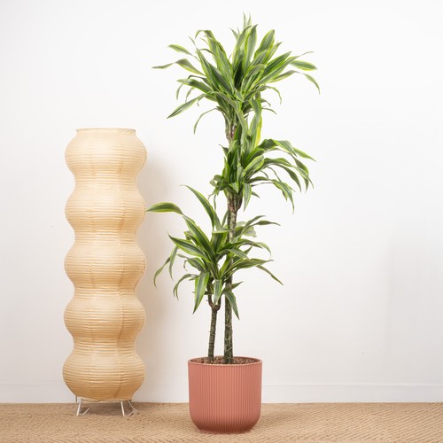 Dracaena lemon lime - lemon, indoor