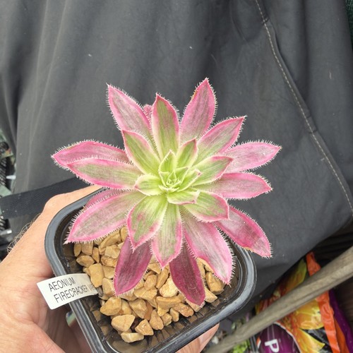 Aeonium fire cracker var - , width