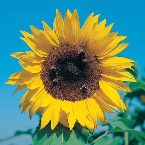 50pcs sunflower giant single - sunflower,