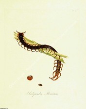 INSECTS OF CHINA 1842 - SCOLOPENDRA MORSITANS. PRINT : A MODERN COLOUR REPRINT
