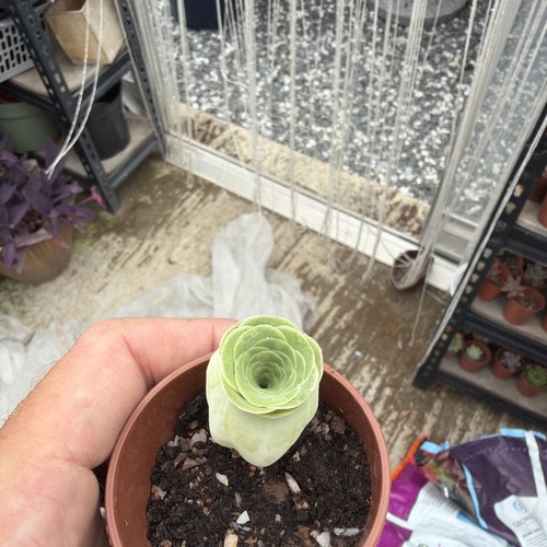 Aeonium greenovia mountain