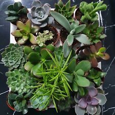 20 Succulents plants- 5.5cm Pot,suitable for terrarium project-next day delivery