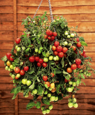 TOMATO SEEDS TRAILING HYBRID FOR HANGING BASKETS BALCONIES POTS 