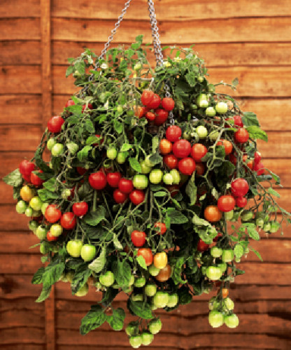 Tomato seeds trailing - tomato,