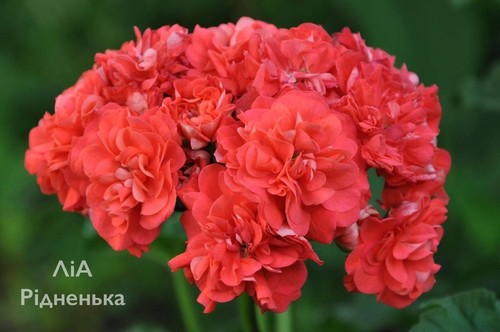 Lia darling pelargonium - pelargonium, |