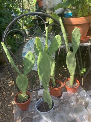 Pear cactus plant 16 - cactus, plant,
