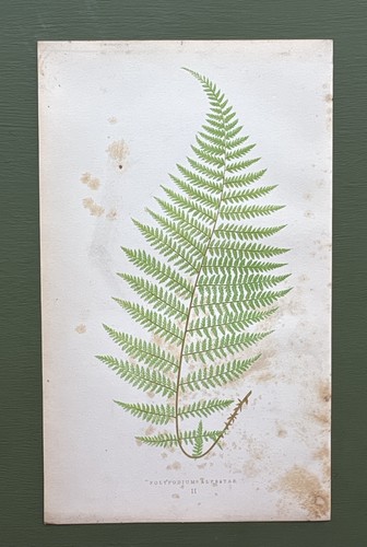 Antique 1857 fern - antique,