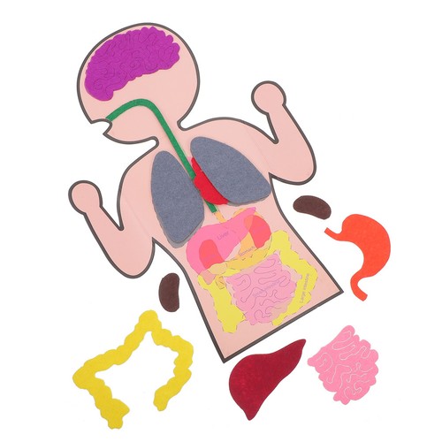 Sets cognitive organs - cognitive,