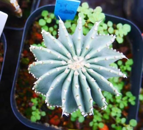 Rare plant cacti - rare, geohintonia