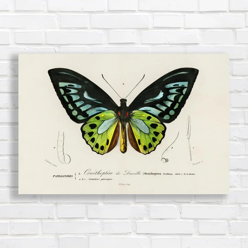 Ornithoptera darville - ornithoptera, de