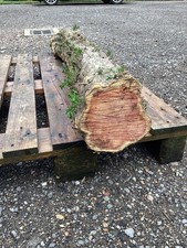 Yew Log Timber Fresh Cut