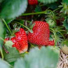 Ozark Everbearing Strawberry