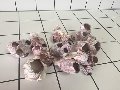 Aquarium decoration shell - aquarium,