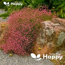 Baby's Breath Crimson Red - 2000 Seeds - Gypsophila Elegans - Cut Flower