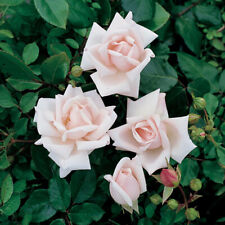 Climbing Rose New Dawn, 1 x