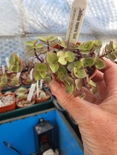 Callisia repens 'Gold' - Trailing - Turtle Vine
