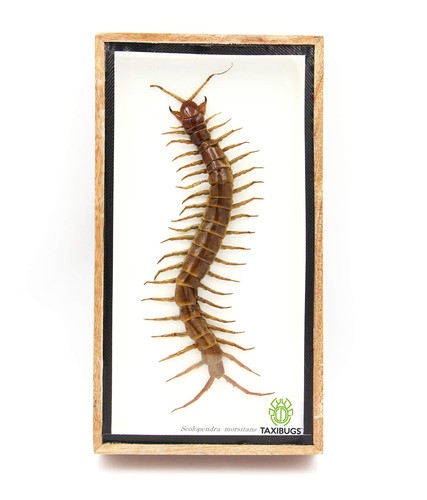Real centipede millipede - real,