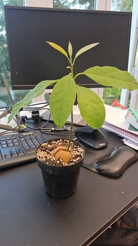 Bacon avocado seedling - bacon,