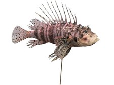 Rare Real Skin Mount Taxidermy