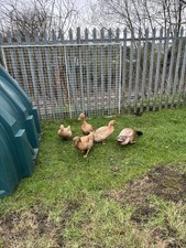 6 X buff Orpington duck eggs