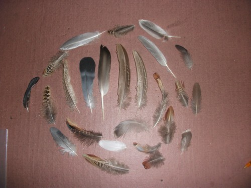 Natural birds feathers - 25,