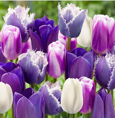 Tulip blue purple mix - mix, 10x