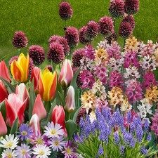 Spring Flowering 150 Bulb Collection, Autumn Plant Bulbs 5 Different Varieties