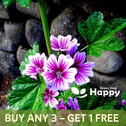 Mallow hollyhock 80 seeds - -,