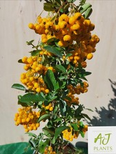 3x Pyracantha Soleil d'Or -