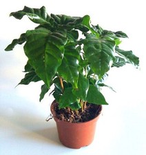 Grow Your Own Coffee Plant