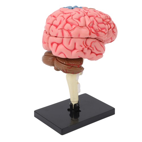 Human brain anatomical - anatomical, model
