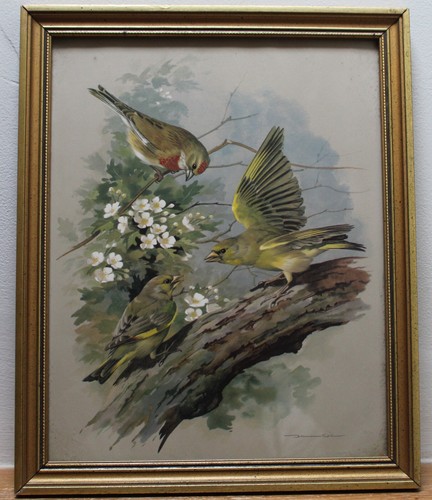 Greenfinch and linnet - greenfinch, framed
