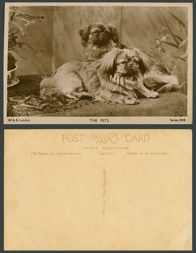 Pekingese dogs puppies pets - dogs,